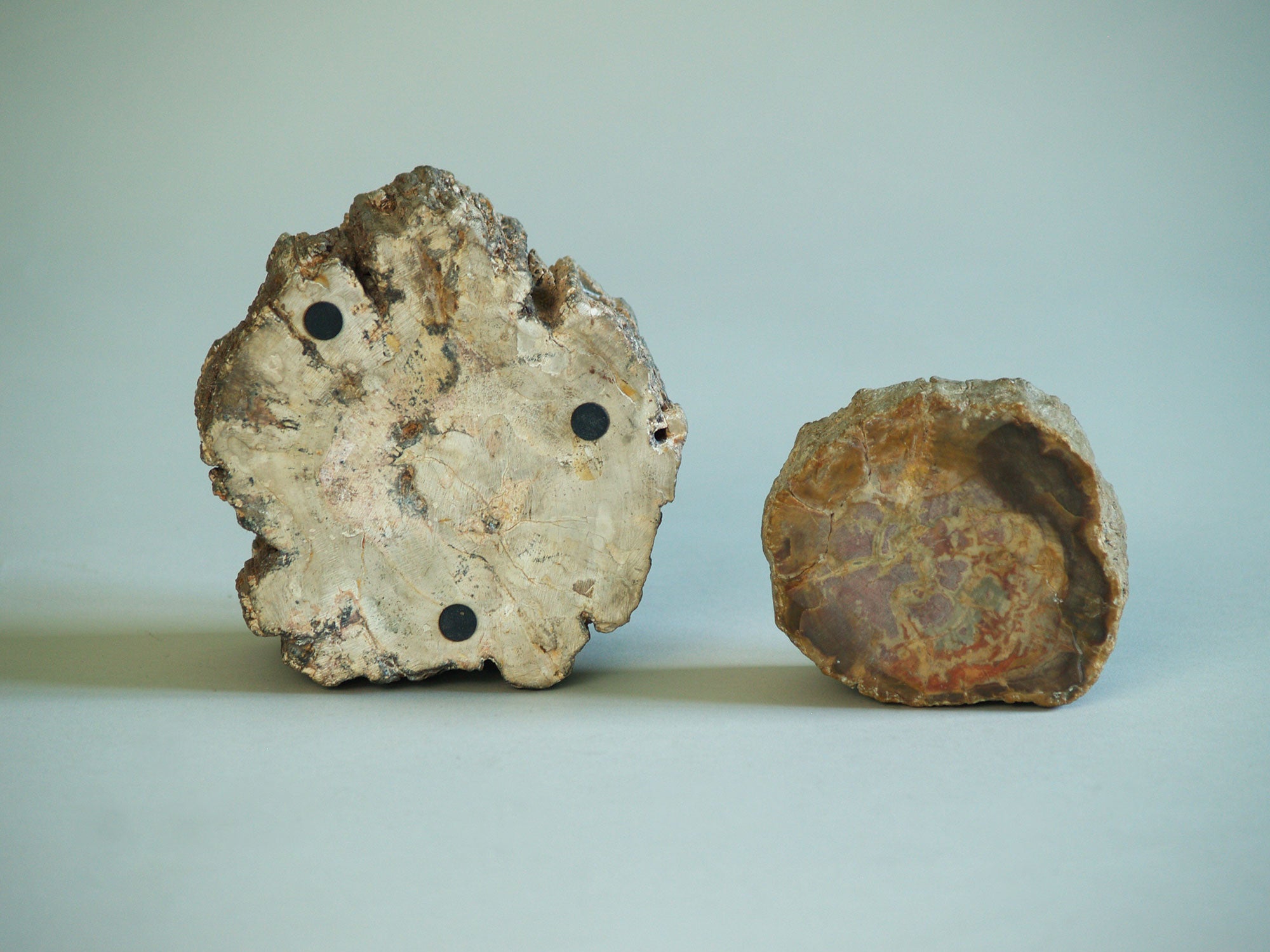 Ensemble de deux coupes en bois pétrifié, France (vers 1970)..Set of petrified wood bowls, France (circa 1970)