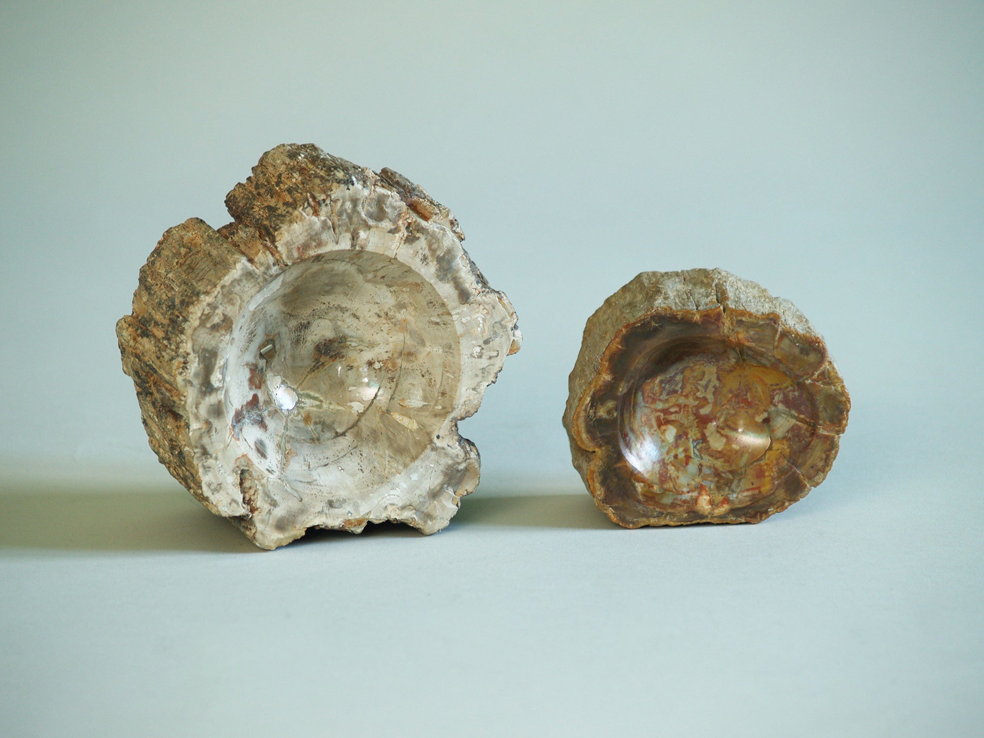 Ensemble de deux coupes en bois pétrifié, France (vers 1970)..Set of petrified wood bowls, France (circa 1970)
