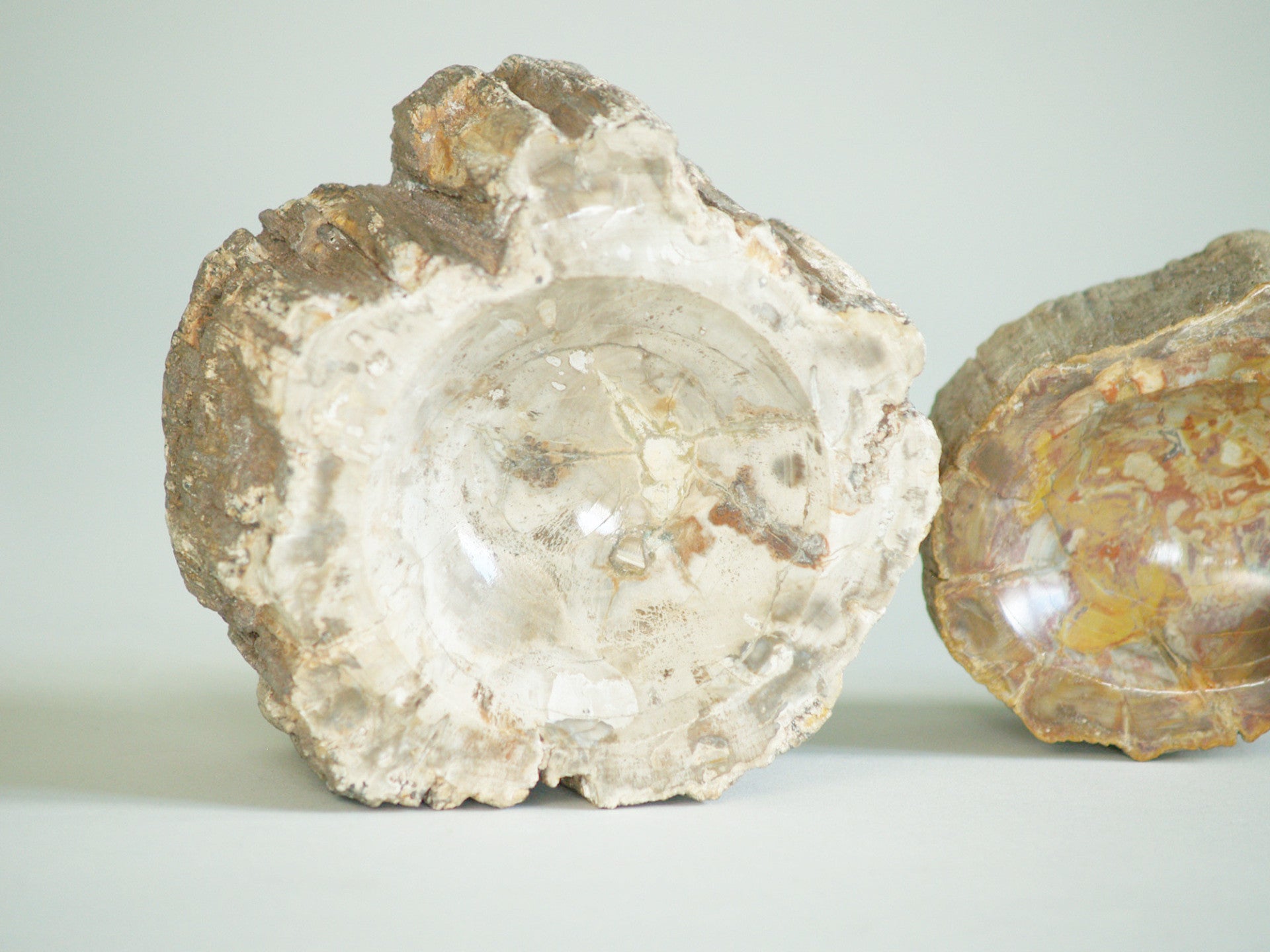 Ensemble de deux coupes en bois pétrifié, France (vers 1970)..Set of petrified wood bowls, France (circa 1970)