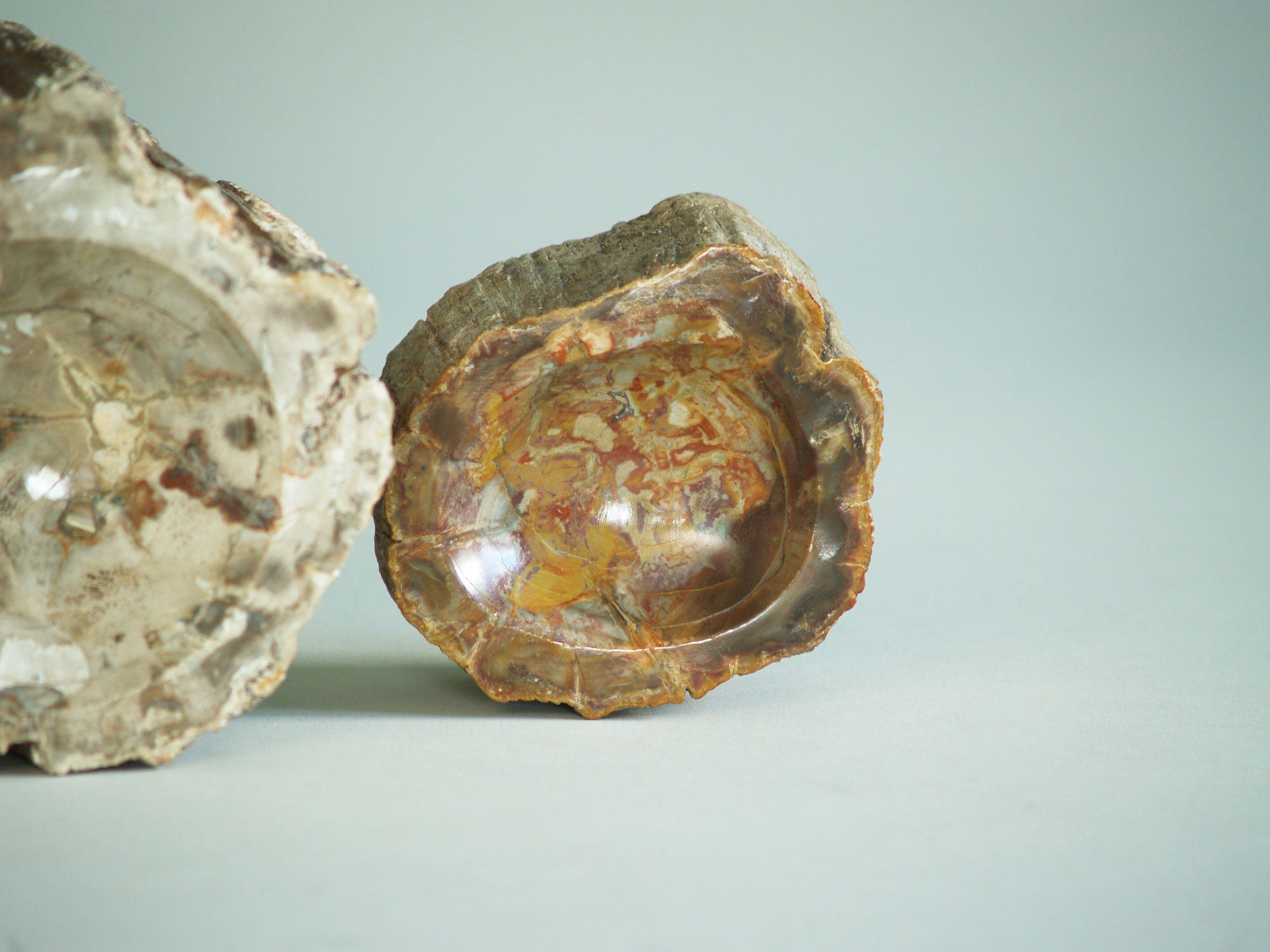Ensemble de deux coupes en bois pétrifié, France (vers 1970)..Set of petrified wood bowls, France (circa 1970)
