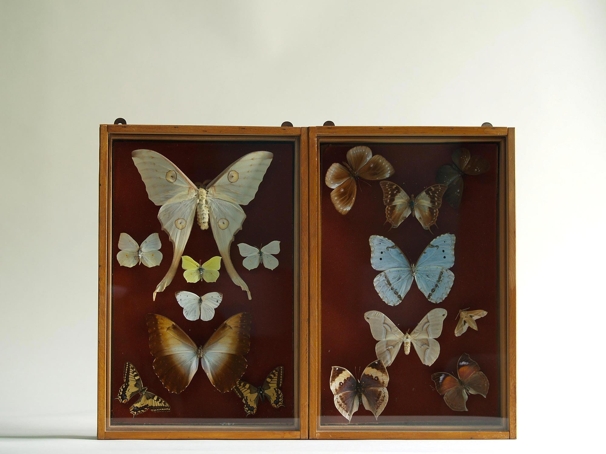 Paire de coffrets entomologiques, France (Vers 1930)..Set of two Curiosa Butterflies boxes, France (Circa 1930)