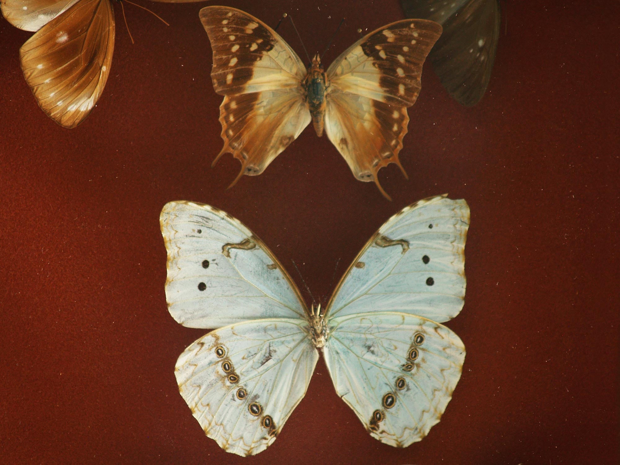 Paire de coffrets entomologiques, France (Vers 1930)..Set of two Curiosa Butterflies boxes, France (Circa 1930)