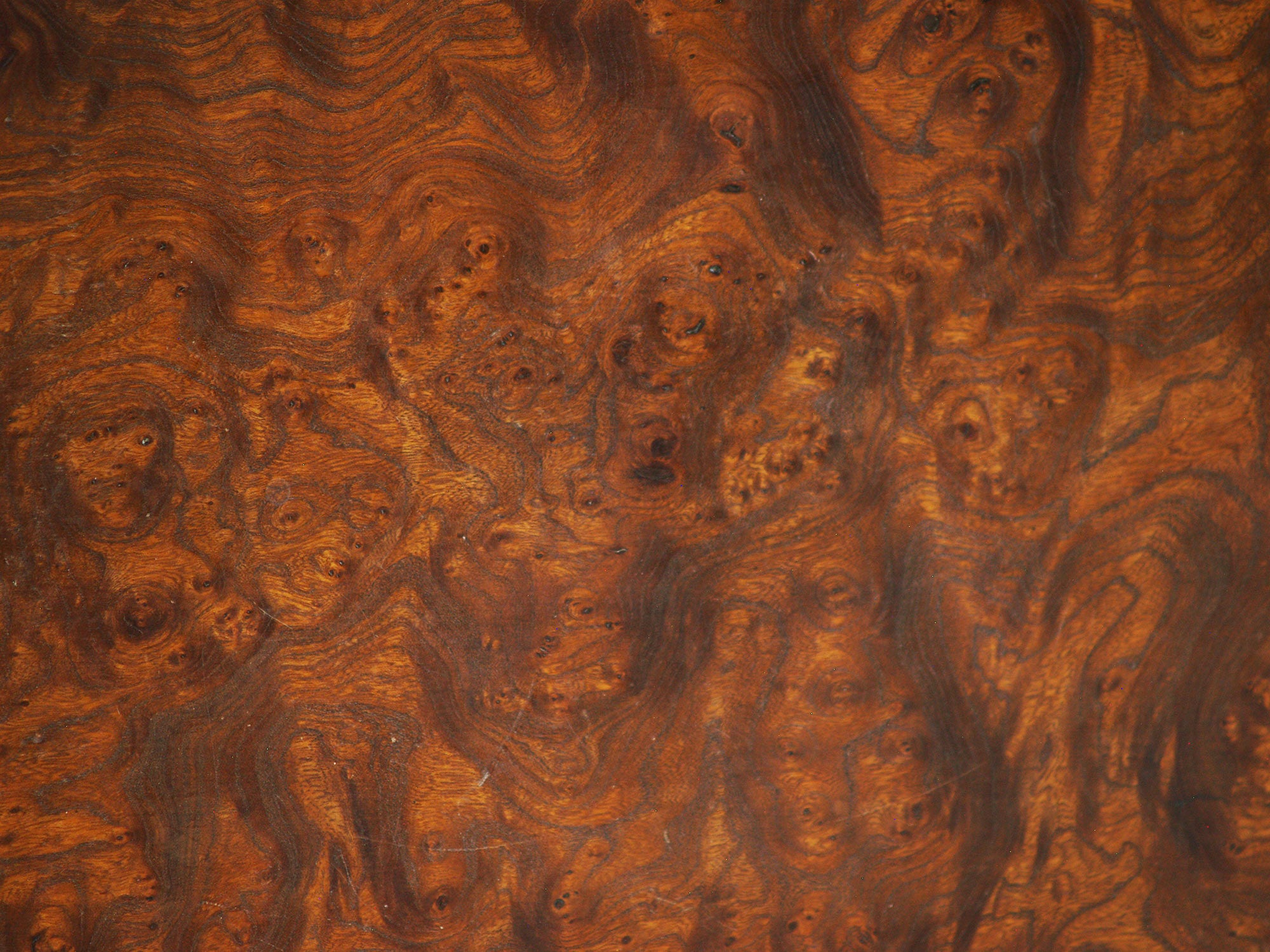 Table basse de forme libre en orme massif, France (années 1960)..Natural wood coffee table, France (circa 1960)