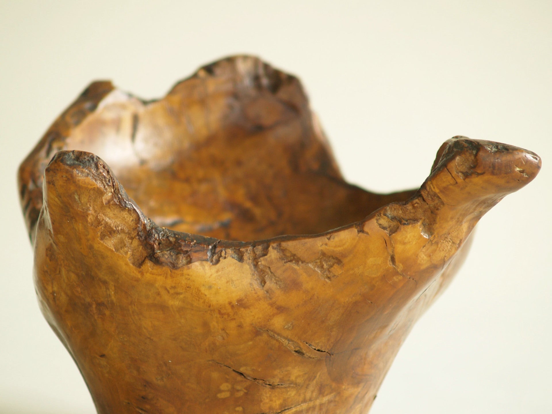 Mitate, Large coupe racinaire, France (vers 1950)..Mitate, Large olive tree roots carved bowl, France (circa 1950)
