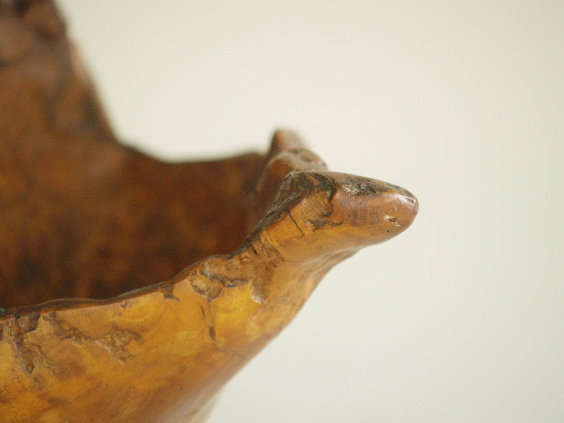 Mitate, Large coupe racinaire, France (vers 1950)..Mitate, Large olive tree roots carved bowl, France (circa 1950)