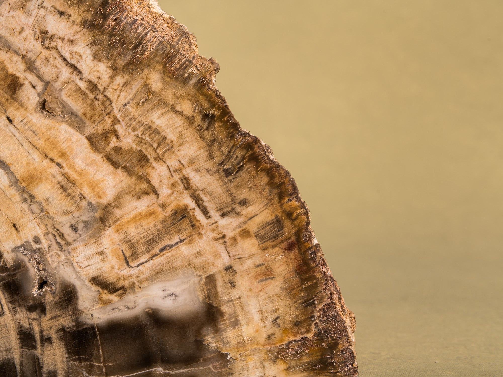 Curiosité, Serre‑livres en bois fossilisé monolithe, France (vers 1970)..Curiosity, "brutalist" bookend in fossilized wood, France (circa 1970)