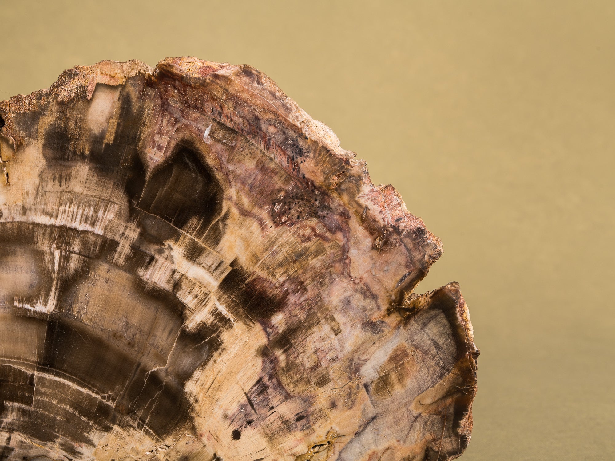 Curiosité, Serre‑livres en bois fossilisé monolithe, France (vers 1970)..Curiosity, "brutalist" bookend in fossilized wood, France (circa 1970)
