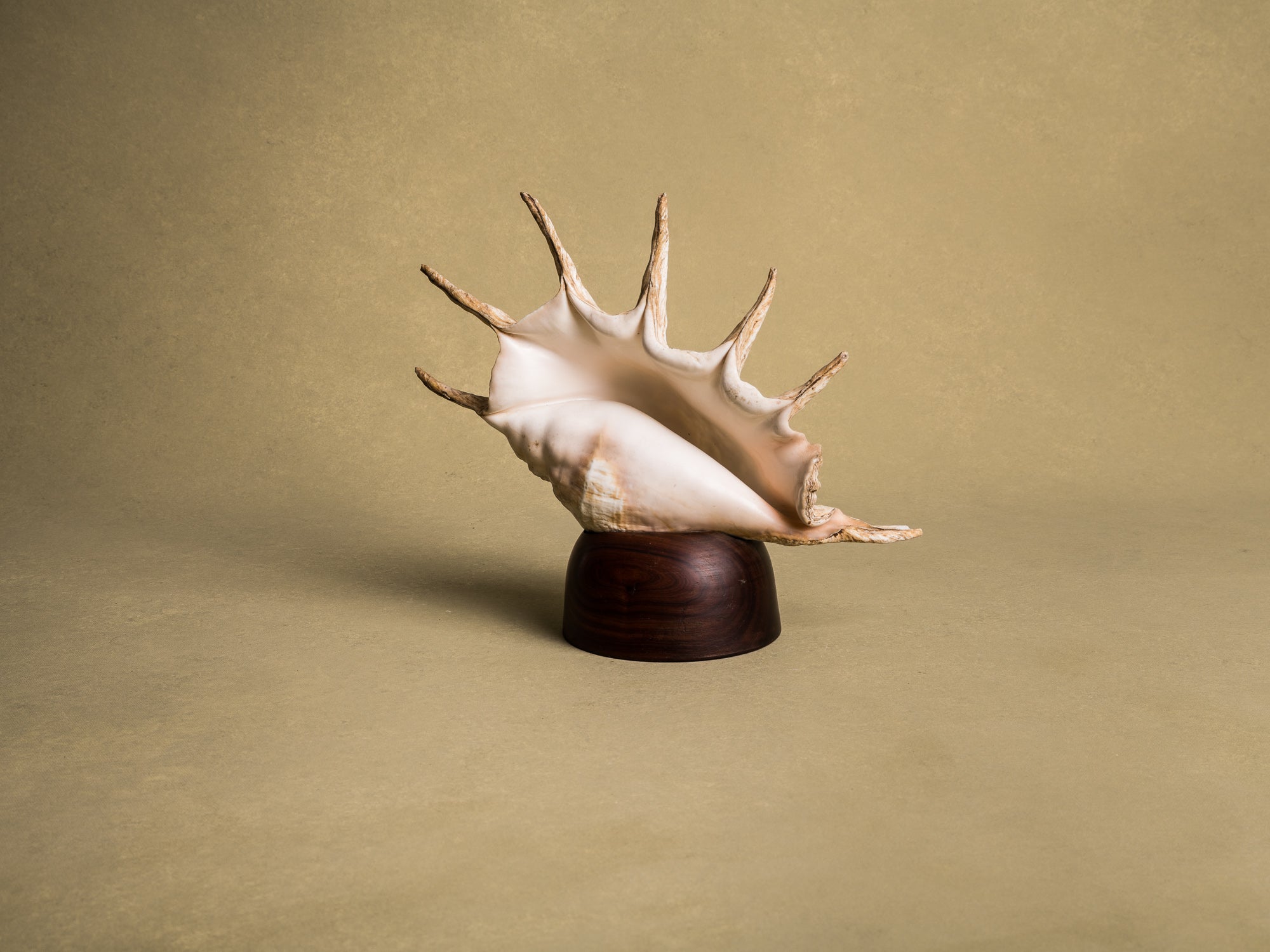 Rare lampe en coquillage monté, curiosité d'époque Art Déco, France (vers 1925)..Rare shell lamp, curiosity from the Art Deco period, France (circa 1925)