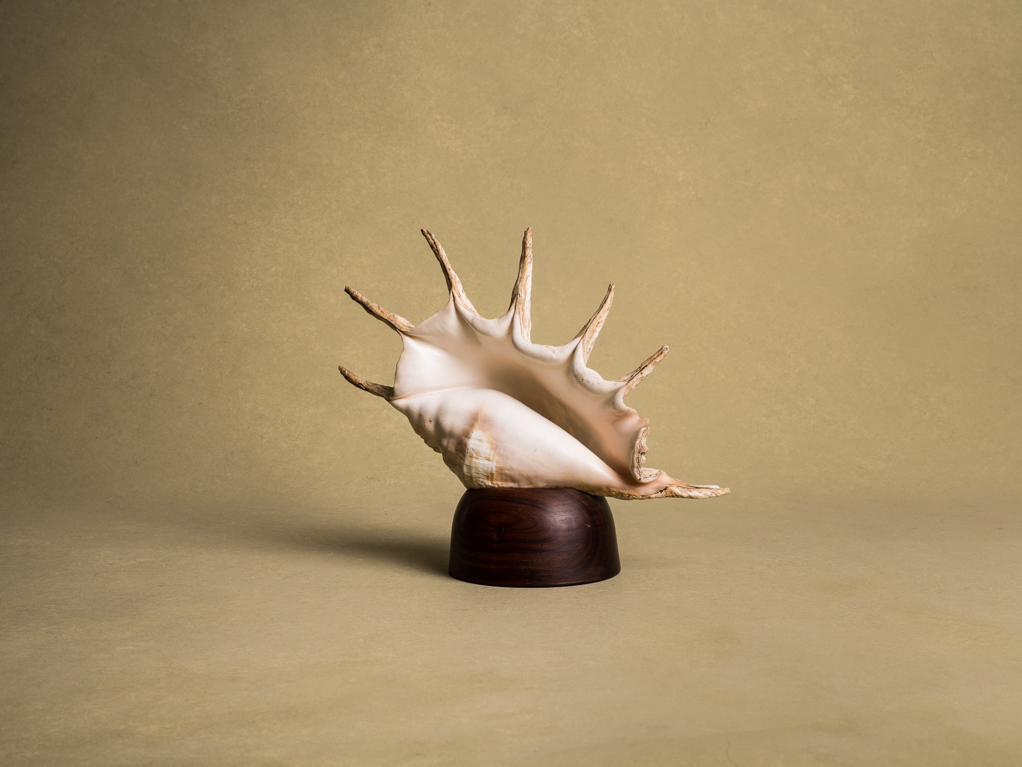 Rare lampe en coquillage monté, curiosité d'époque Art Déco, France (vers 1925)..Rare shell lamp, curiosity from the Art Deco period, France (circa 1925)