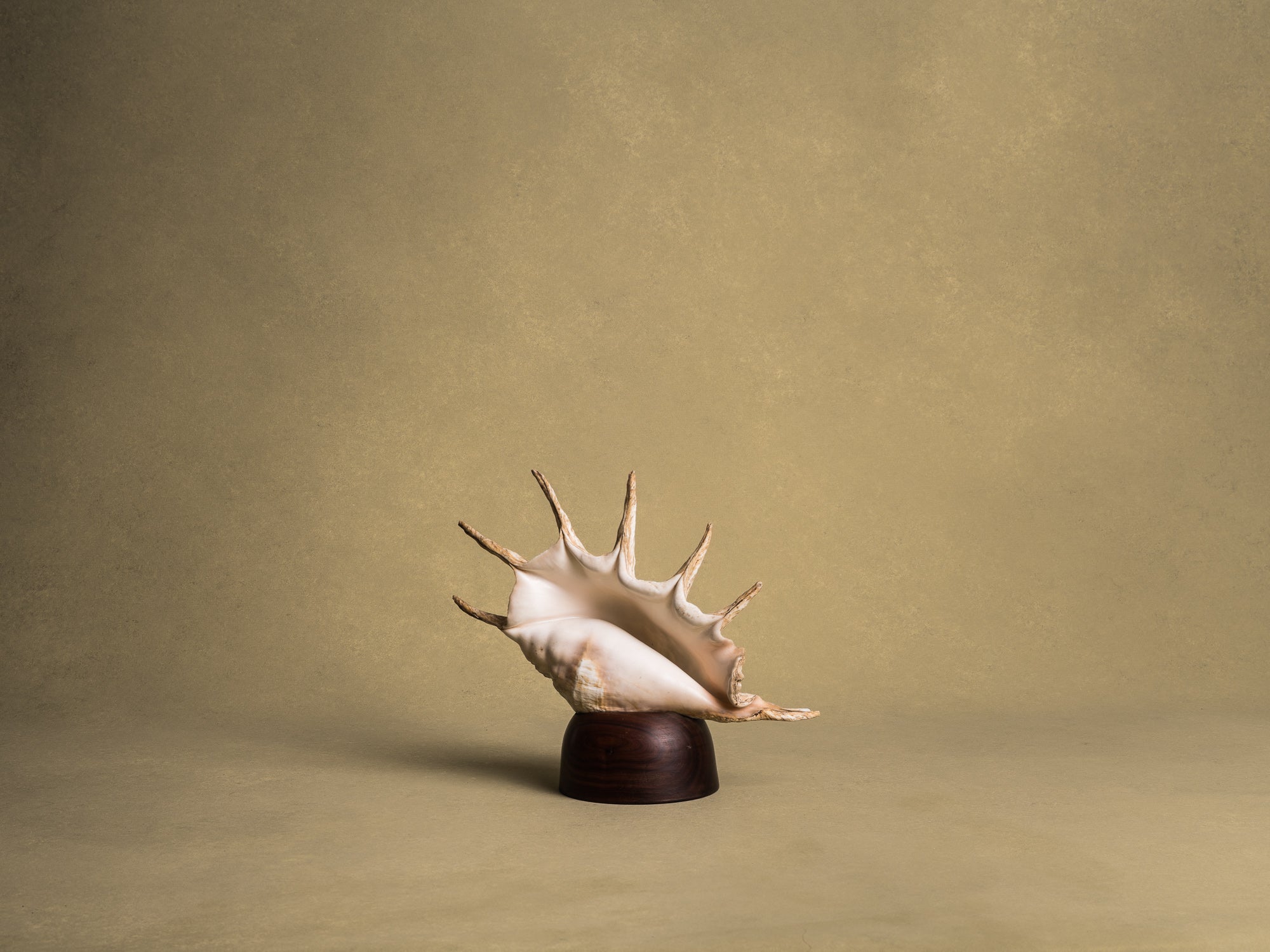 Rare lampe en coquillage monté, curiosité d'époque Art Déco, France (vers 1925)..Rare shell lamp, curiosity from the Art Deco period, France (circa 1925)