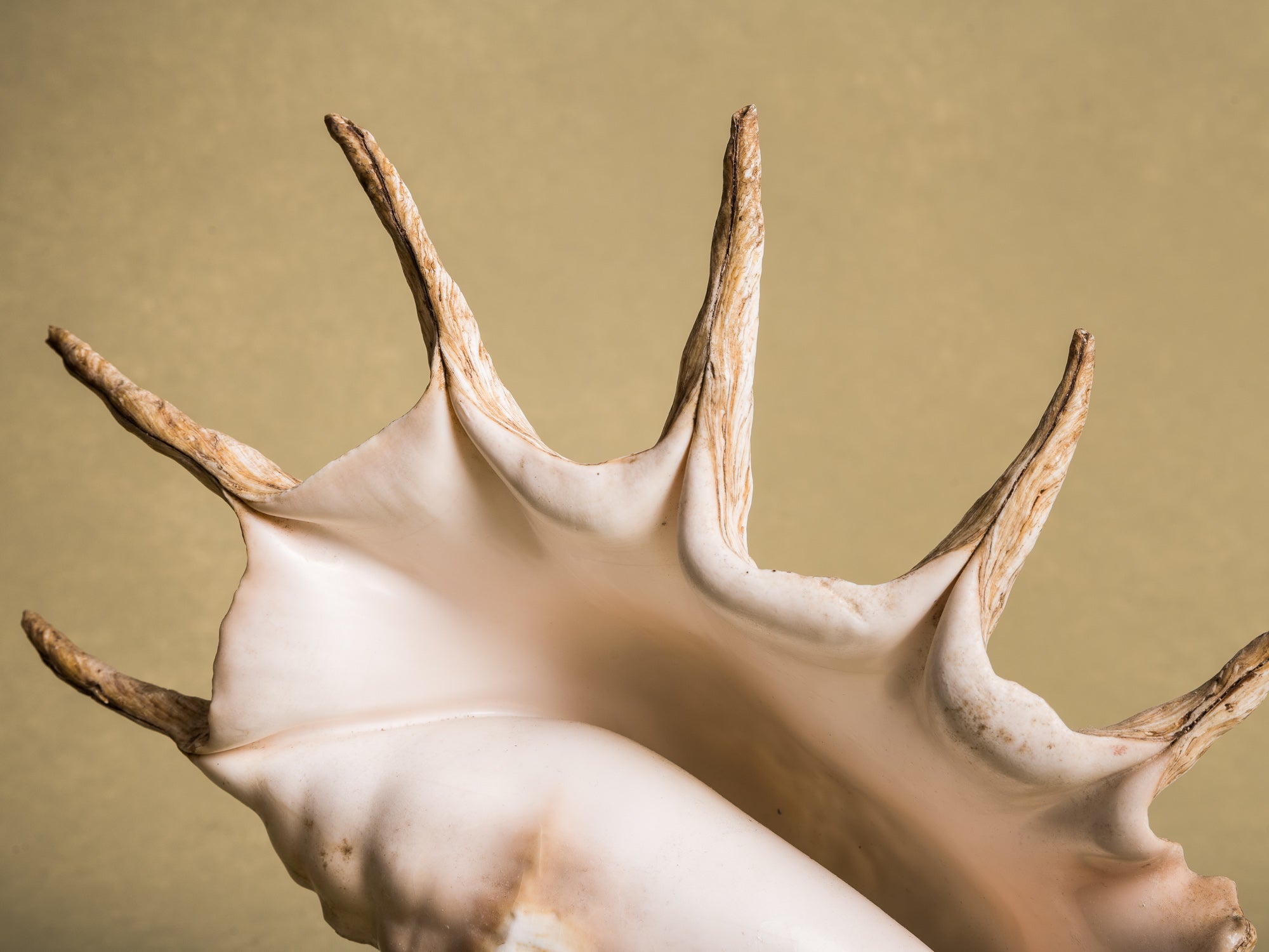 Rare lampe en coquillage monté, curiosité d'époque Art Déco, France (vers 1925)..Rare shell lamp, curiosity from the Art Deco period, France (circa 1925)