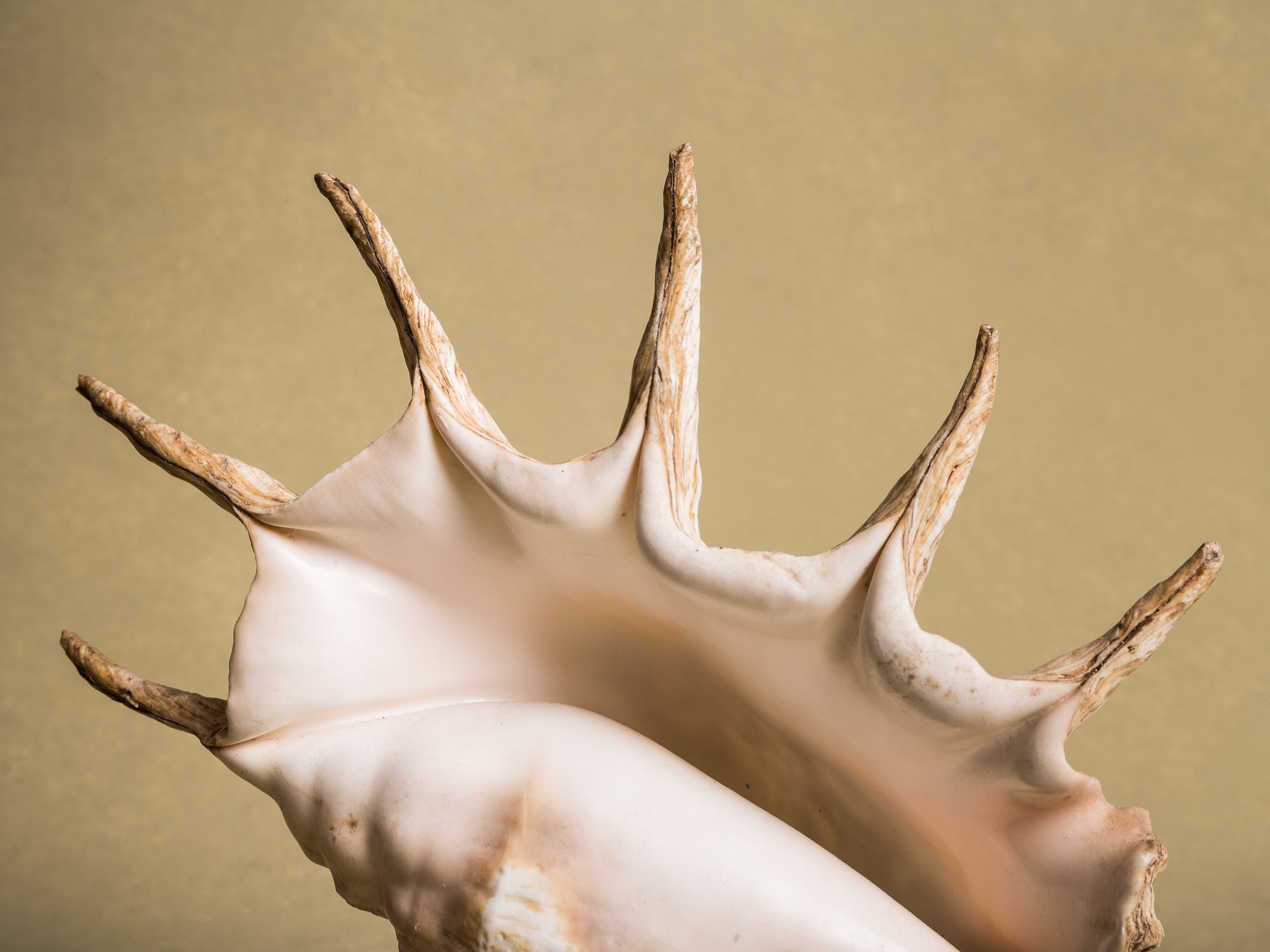 Rare lampe en coquillage monté, curiosité d'époque Art Déco, France (vers 1925)..Rare shell lamp, curiosity from the Art Deco period, France (circa 1925)