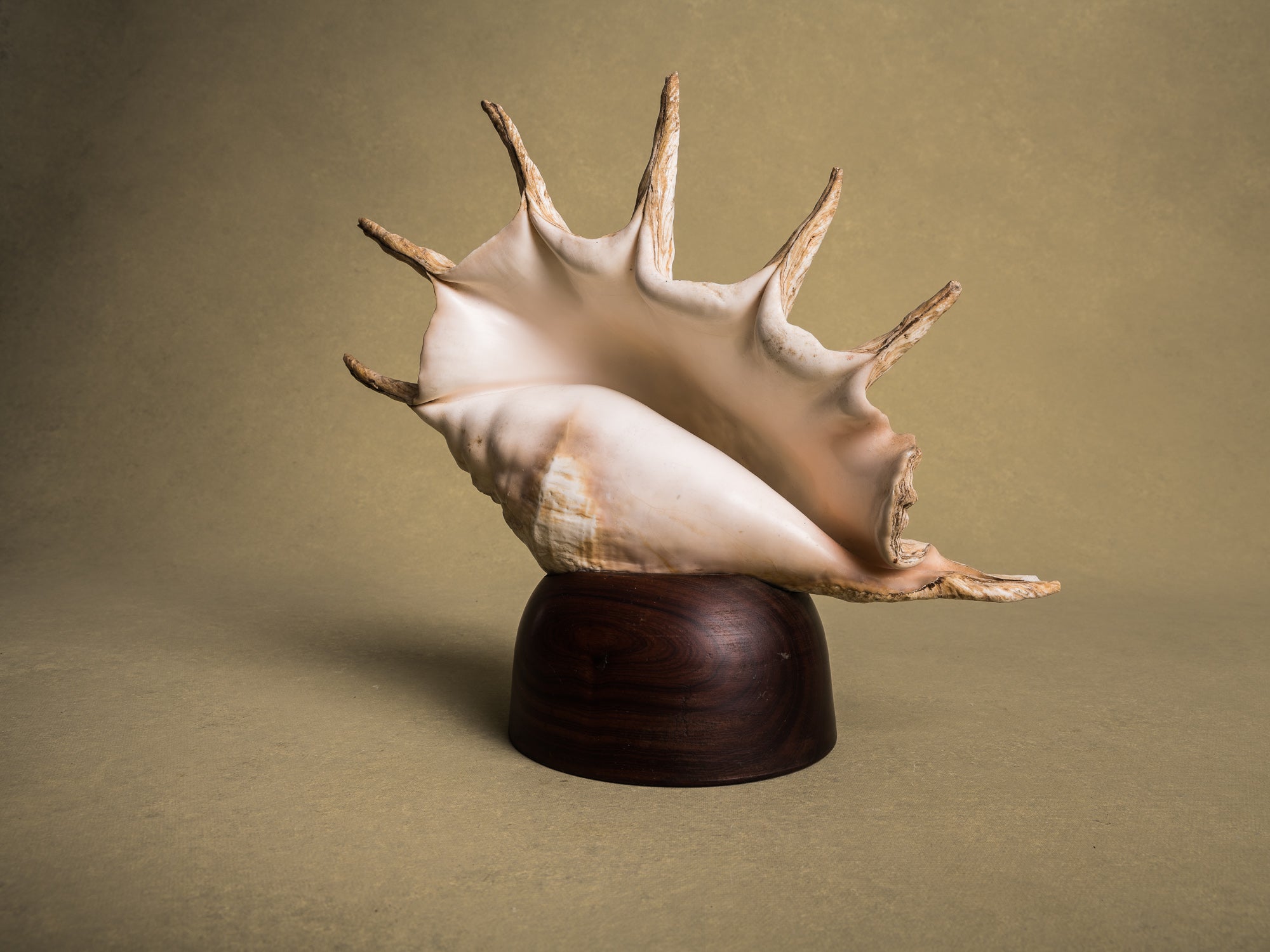 Rare lampe en coquillage monté, curiosité d'époque Art Déco, France (vers 1925)..Rare shell lamp, curiosity from the Art Deco period, France (circa 1925)