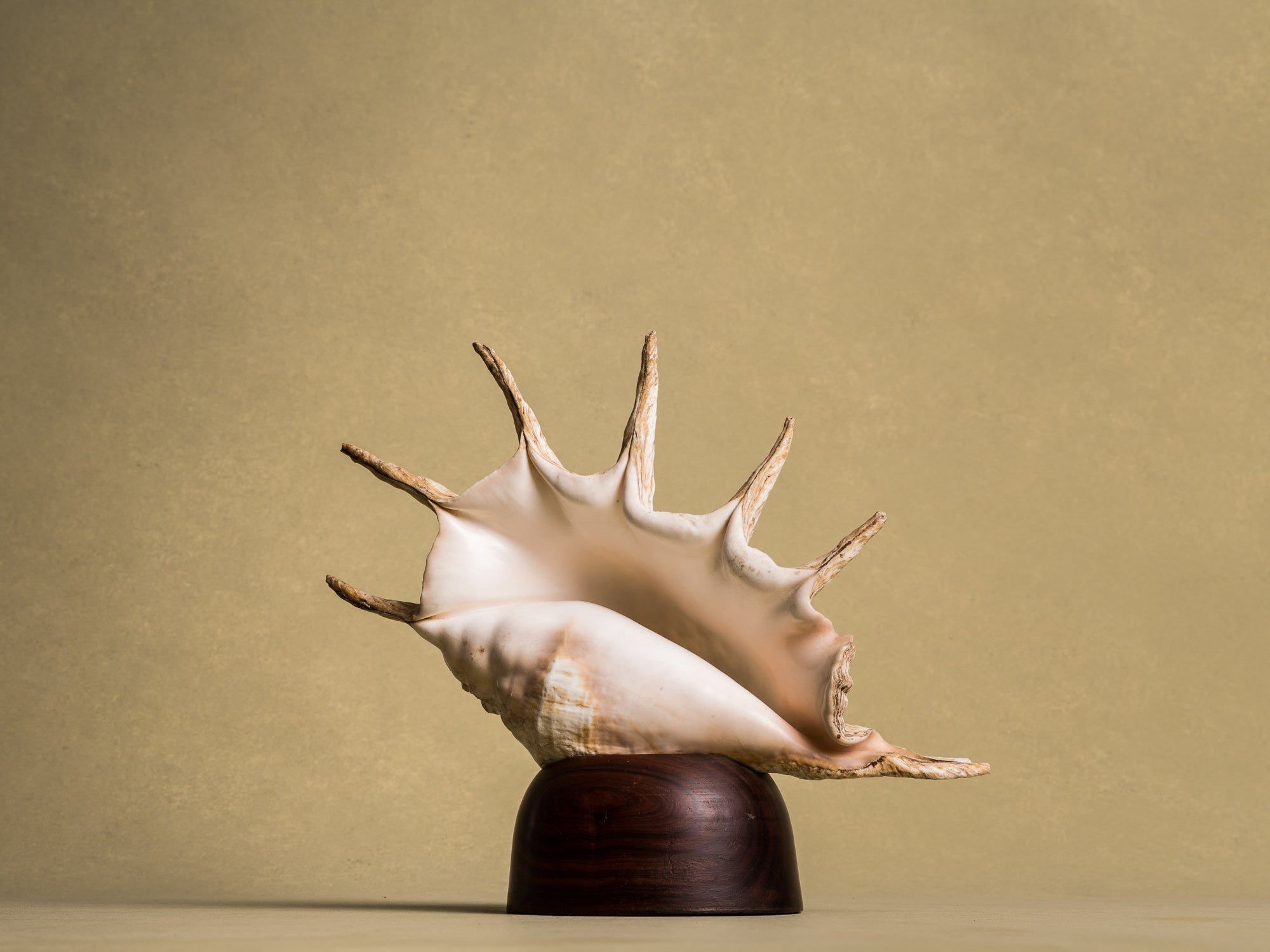 Rare lampe en coquillage monté, curiosité d'époque Art Déco, France (vers 1925)..Rare shell lamp, curiosity from the Art Deco period, France (circa 1925)