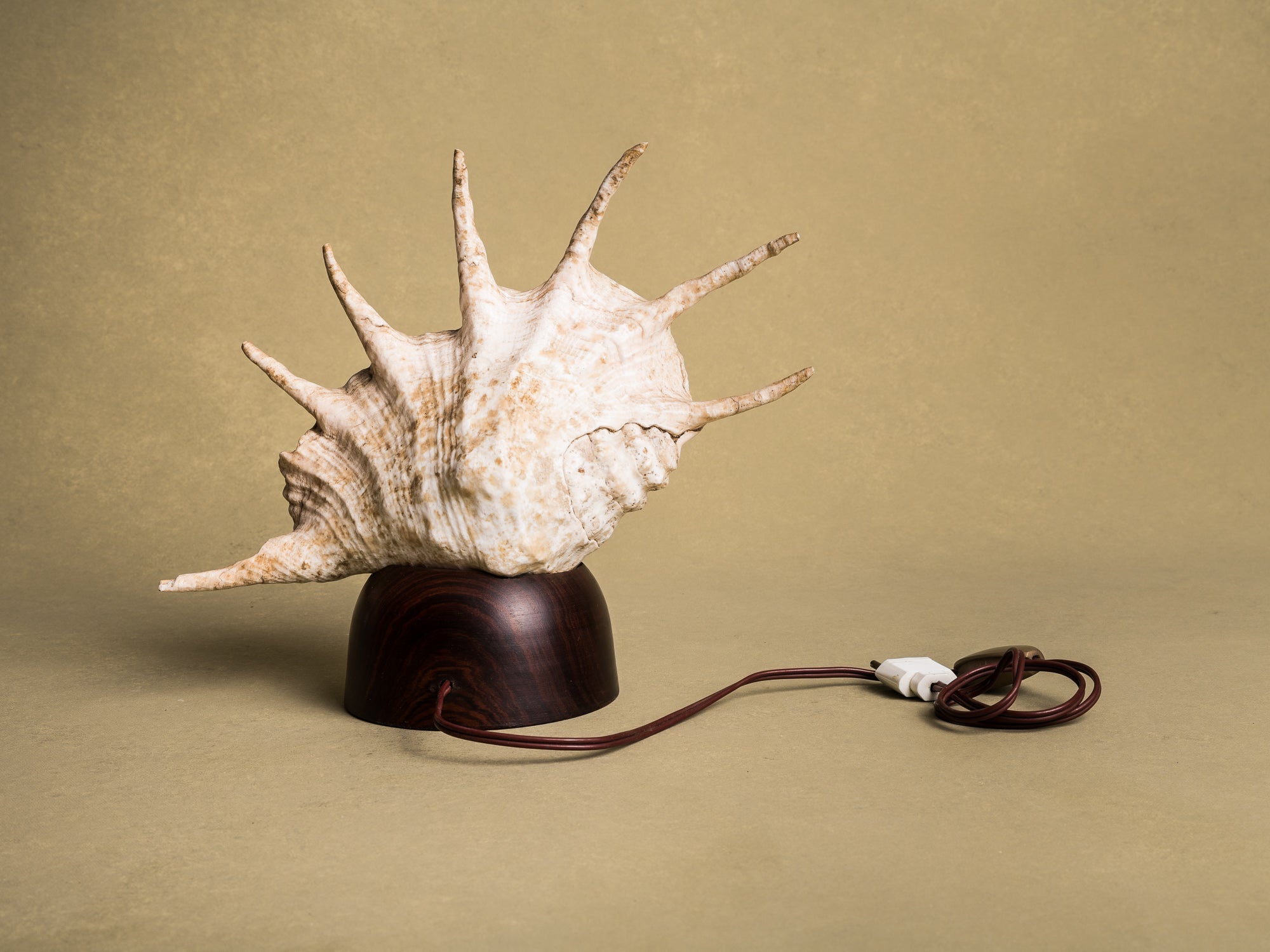 Rare lampe en coquillage monté, curiosité d'époque Art Déco, France (vers 1925)..Rare shell lamp, curiosity from the Art Deco period, France (circa 1925)