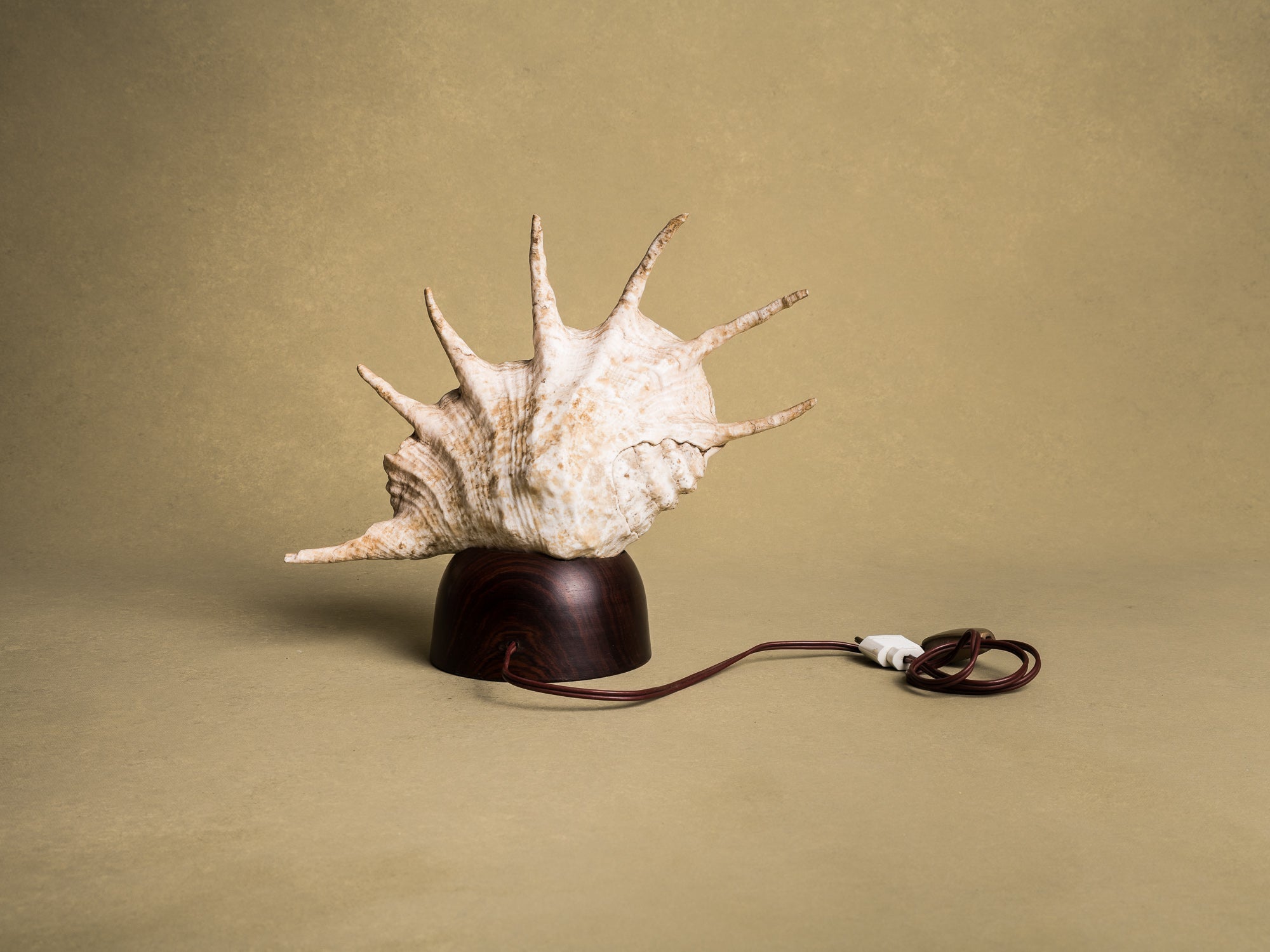 Rare lampe en coquillage monté, curiosité d'époque Art Déco, France (vers 1925)..Rare shell lamp, curiosity from the Art Deco period, France (circa 1925)