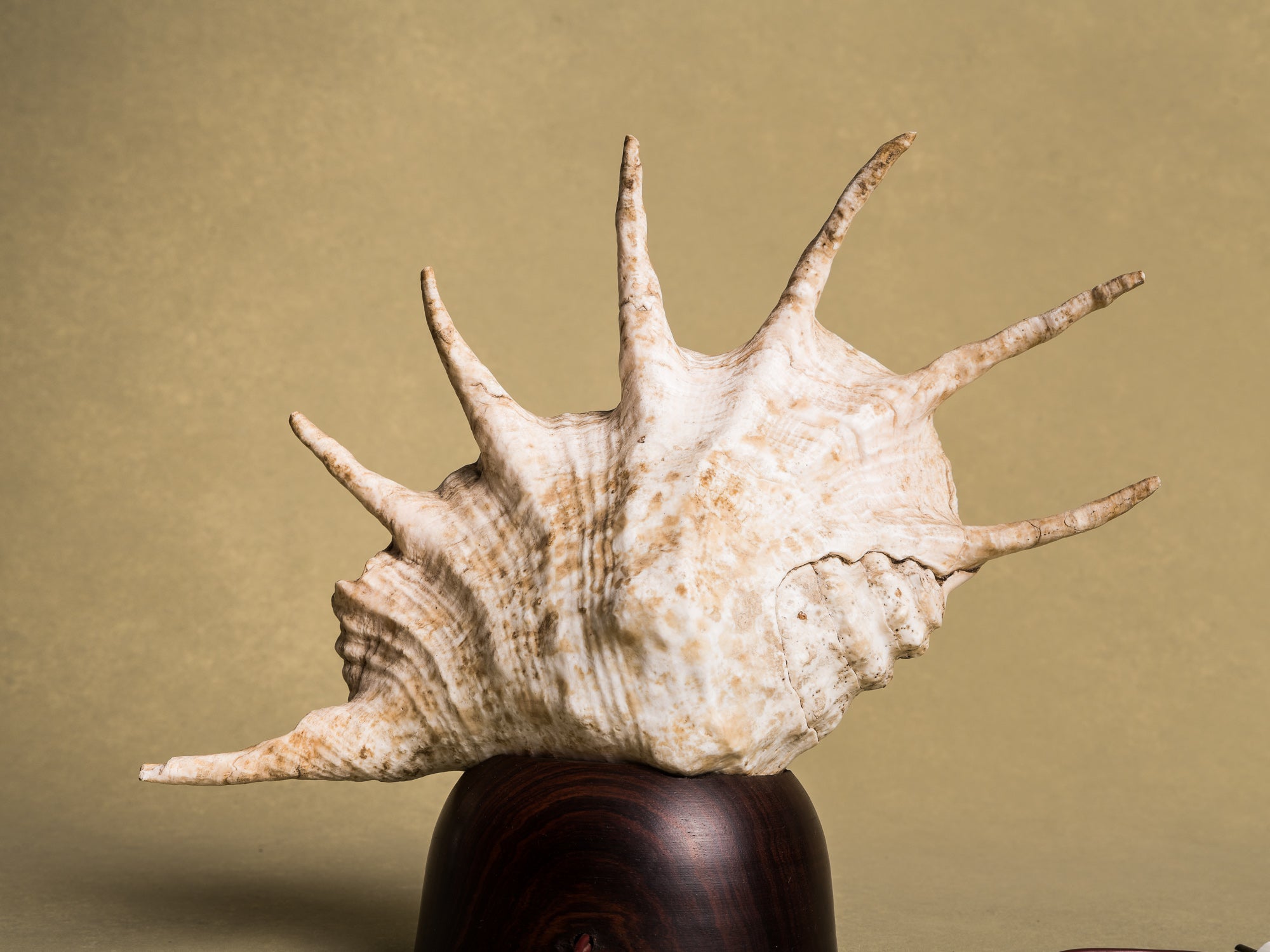 Rare lampe en coquillage monté, curiosité d'époque Art Déco, France (vers 1925)..Rare shell lamp, curiosity from the Art Deco period, France (circa 1925)