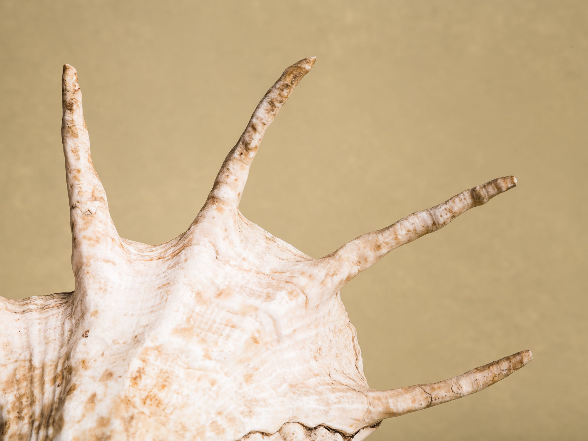 Rare lampe en coquillage monté, curiosité d'époque Art Déco, France (vers 1925)..Rare shell lamp, curiosity from the Art Deco period, France (circa 1925)