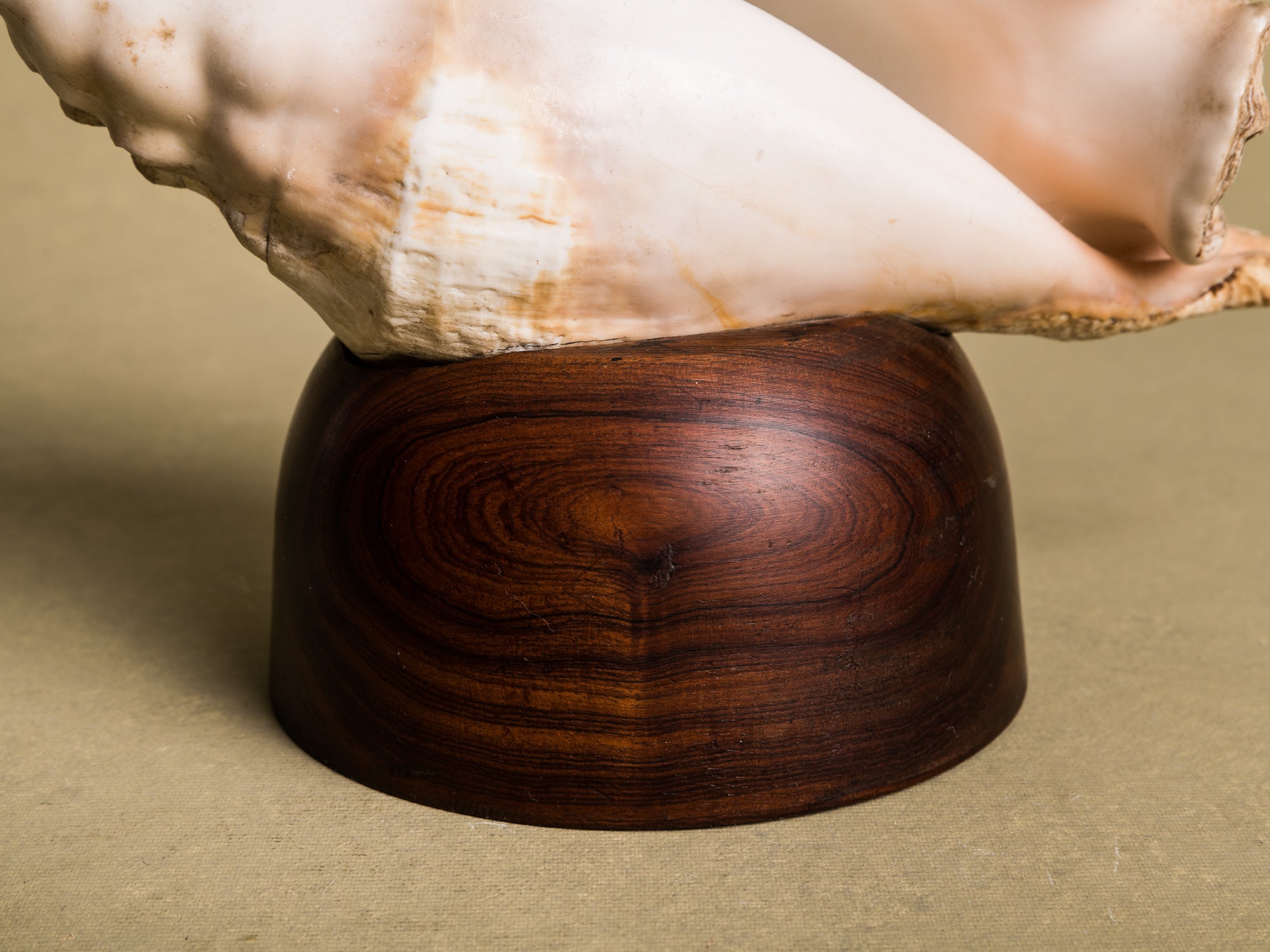 Rare lampe en coquillage monté, curiosité d'époque Art Déco, France (vers 1925)..Rare shell lamp, curiosity from the Art Deco period, France (circa 1925)