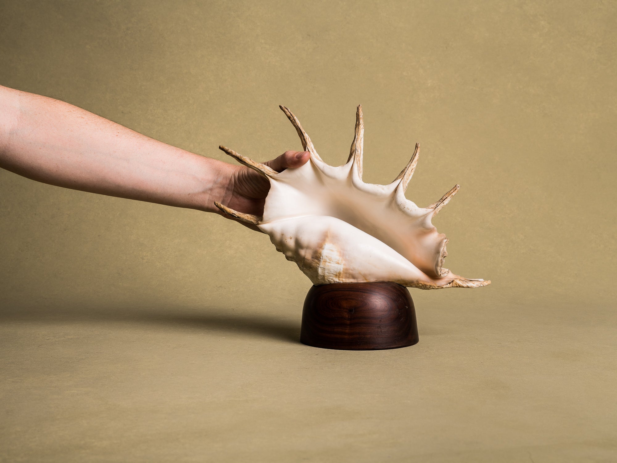 Rare lampe en coquillage monté, curiosité d'époque Art Déco, France (vers 1925)..Rare shell lamp, curiosity from the Art Deco period, France (circa 1925)