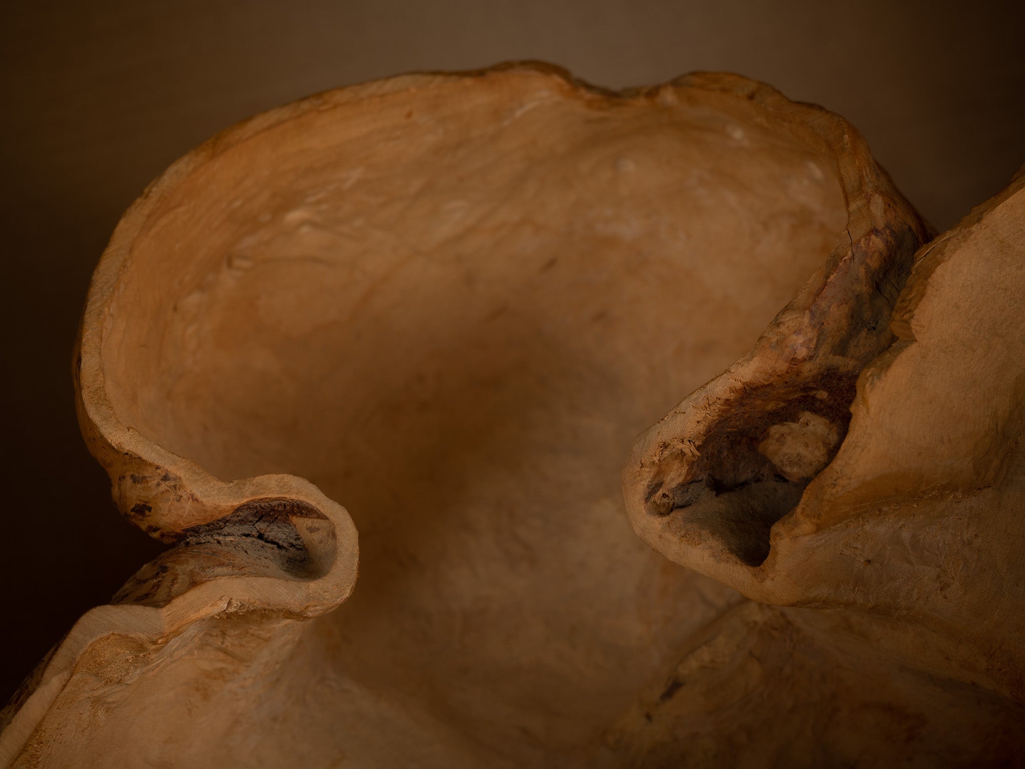Immense coupe paysanne monoxyle en broussin de bouleau, Suède (milieu du XXe siècle)..Giant peasant birch burl bowl, Sweden (mid 20th century)