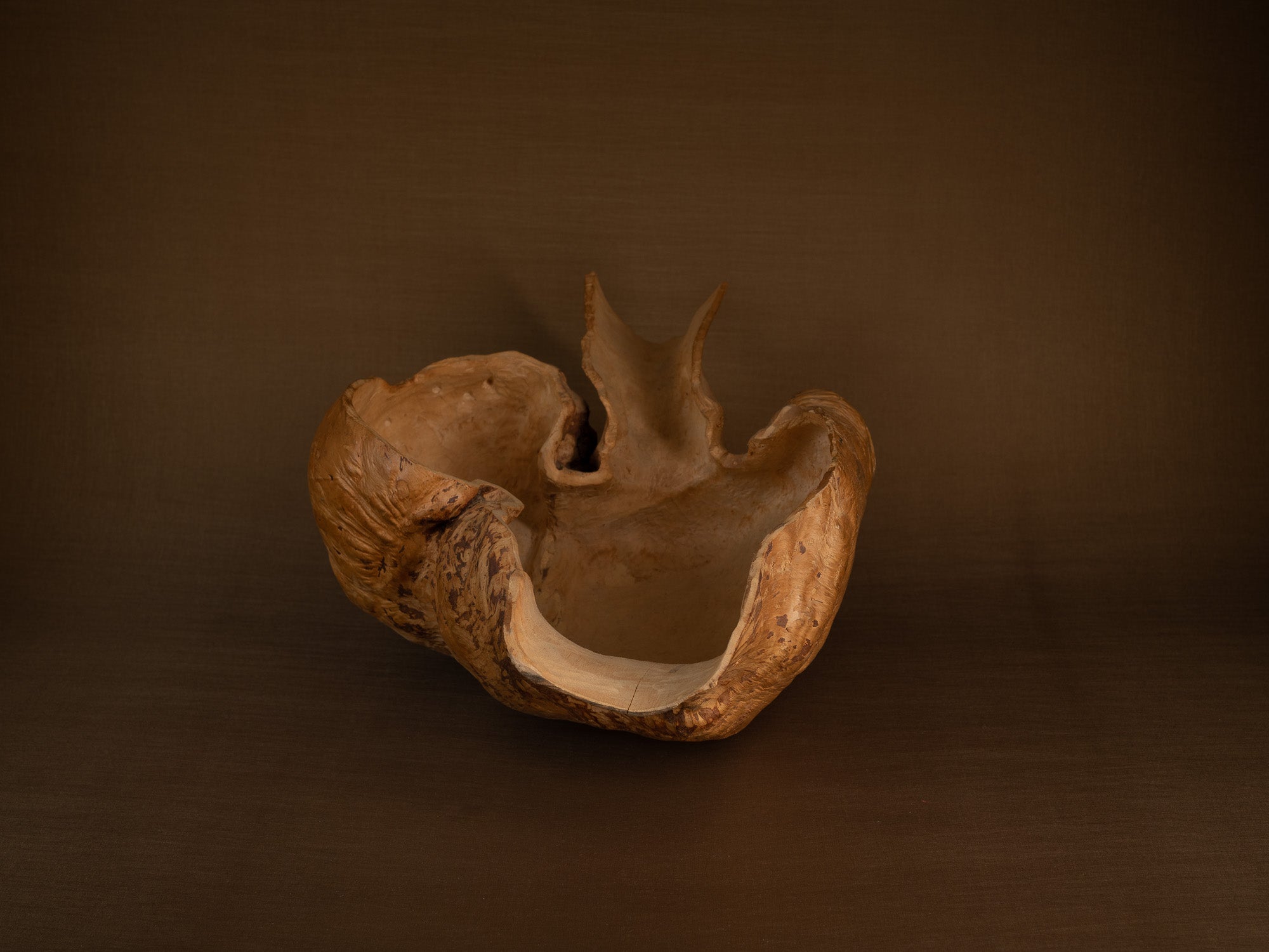 Immense coupe paysanne monoxyle en broussin de bouleau, Suède (milieu du XXe siècle)..Giant peasant birch burl bowl, Sweden (mid 20th century)