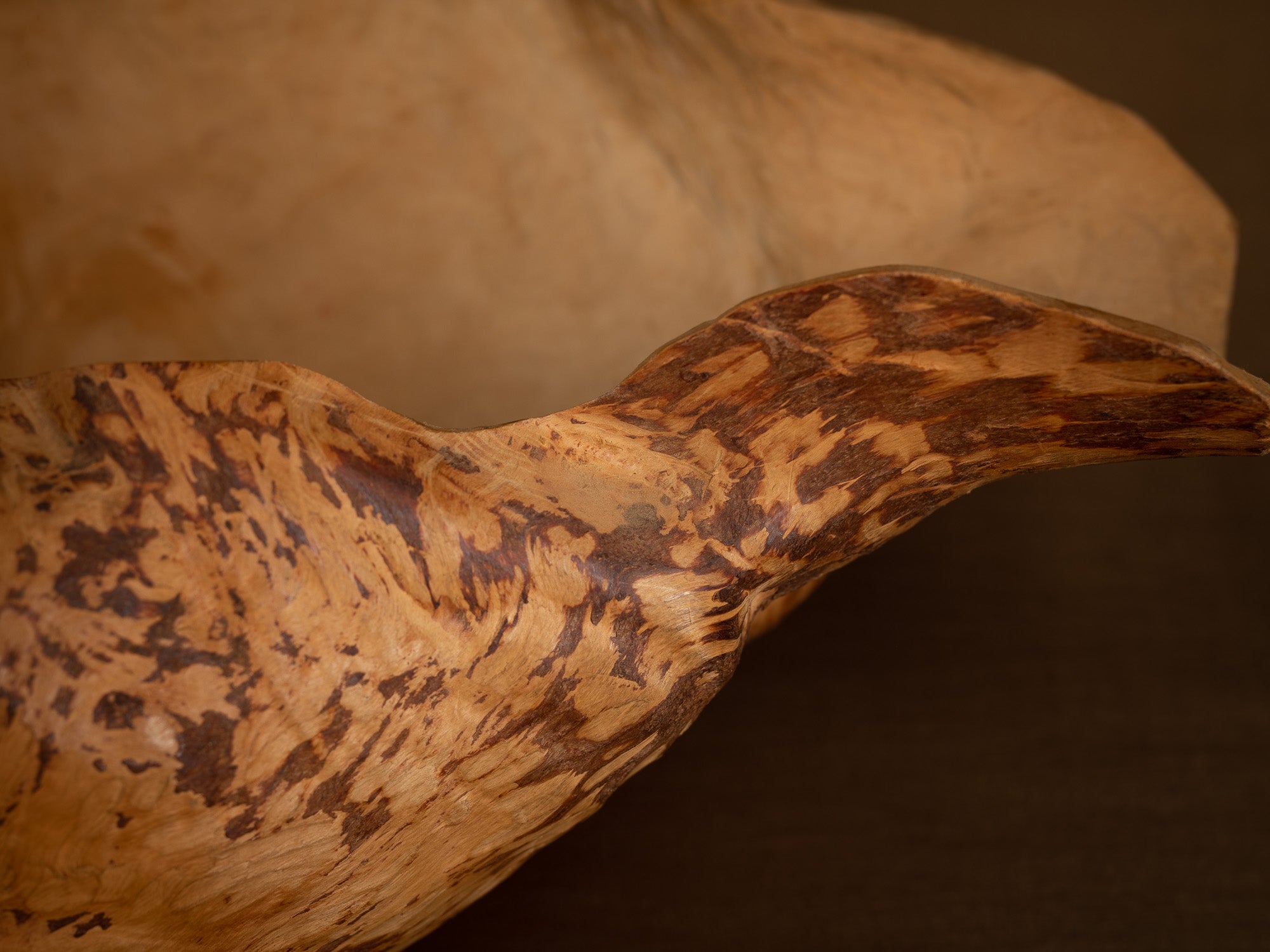 Immense coupe paysanne monoxyle en broussin de bouleau, Suède (milieu du XXe siècle)..Giant peasant birch burl bowl, Sweden (mid 20th century)