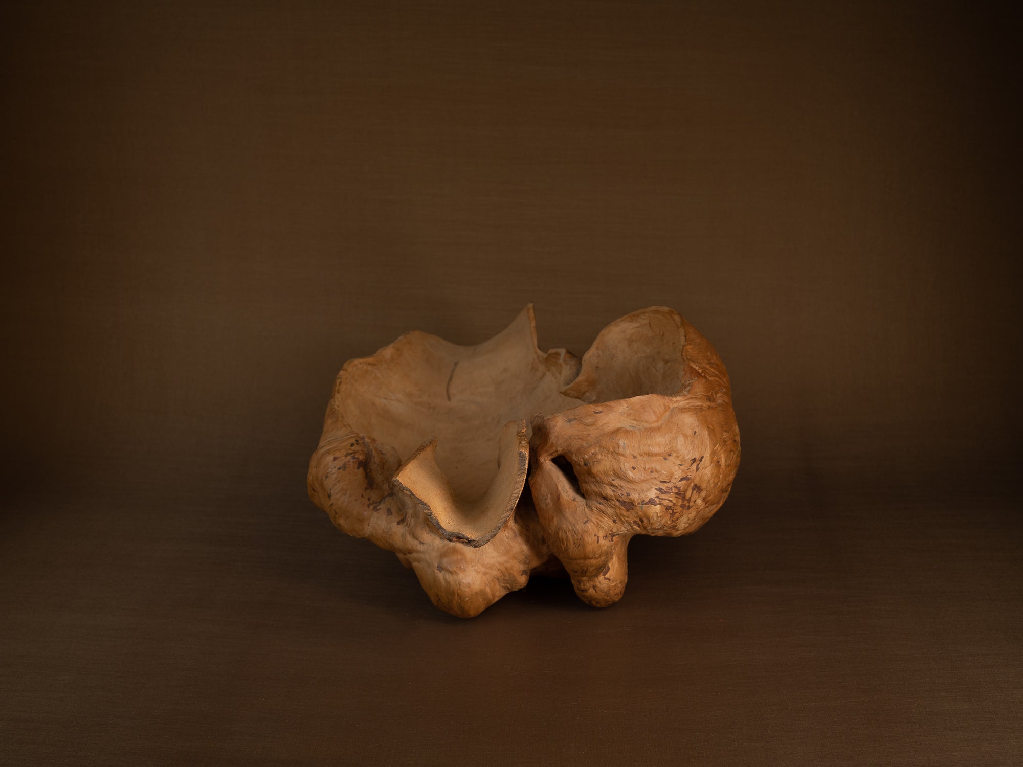 Immense coupe paysanne monoxyle en broussin de bouleau, Suède (milieu du XXe siècle)..Giant peasant birch burl bowl, Sweden (mid 20th century)