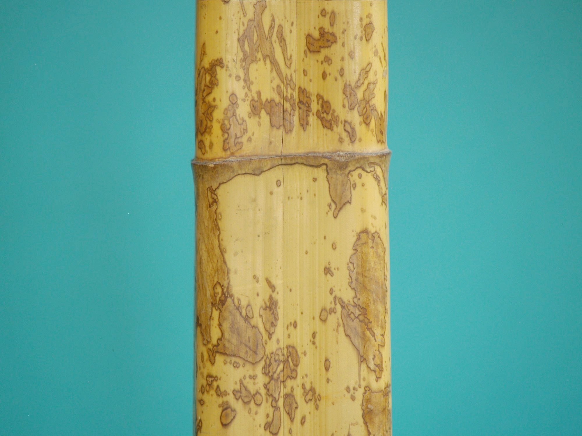Takehanaire, vase en bambou torachiku pour la cérémonie du thé, Japon (Fin ère Meiji / début ère Shōwa)..Takehanaire, Torachiku Bamboo vase for tea ceremony chabana, Japan (Late Meiji era / Early Shōwa era)