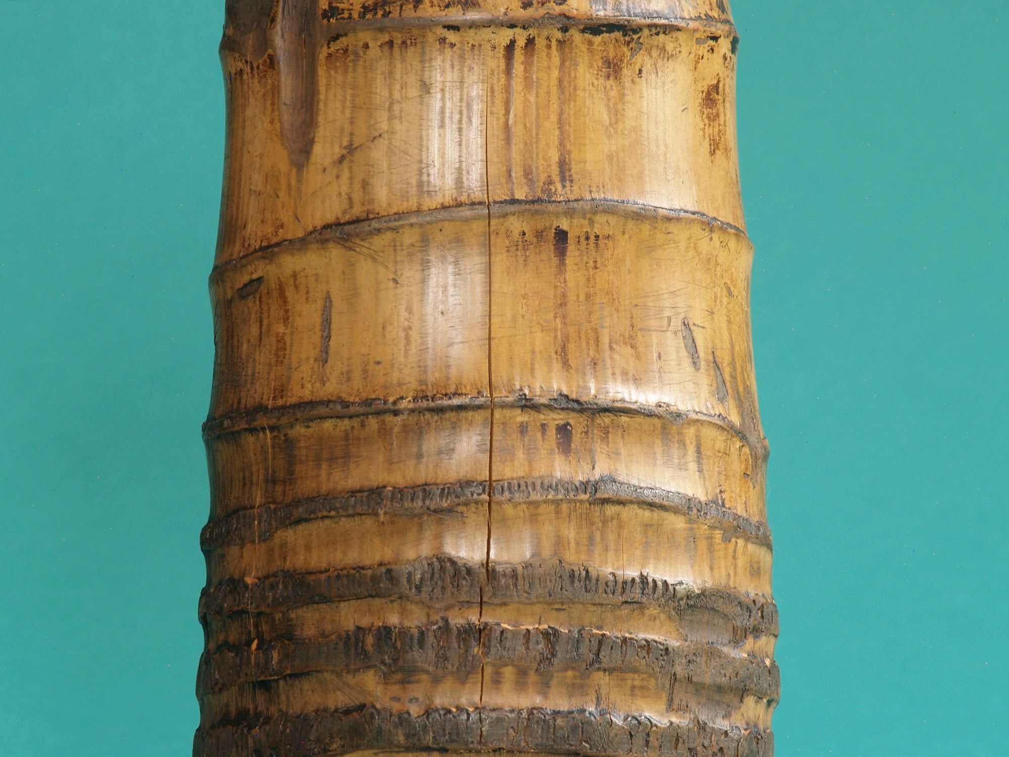 Take-zutsu hanaire, Rare vase en bambou pour la cérémonie du thé à la manière de Rikyū, Japon (Période Edo)..Take-zutsu Hanaire Bamboo vase for tea ceremony chabana in the manner of Rikyū, Japan (Edo period)