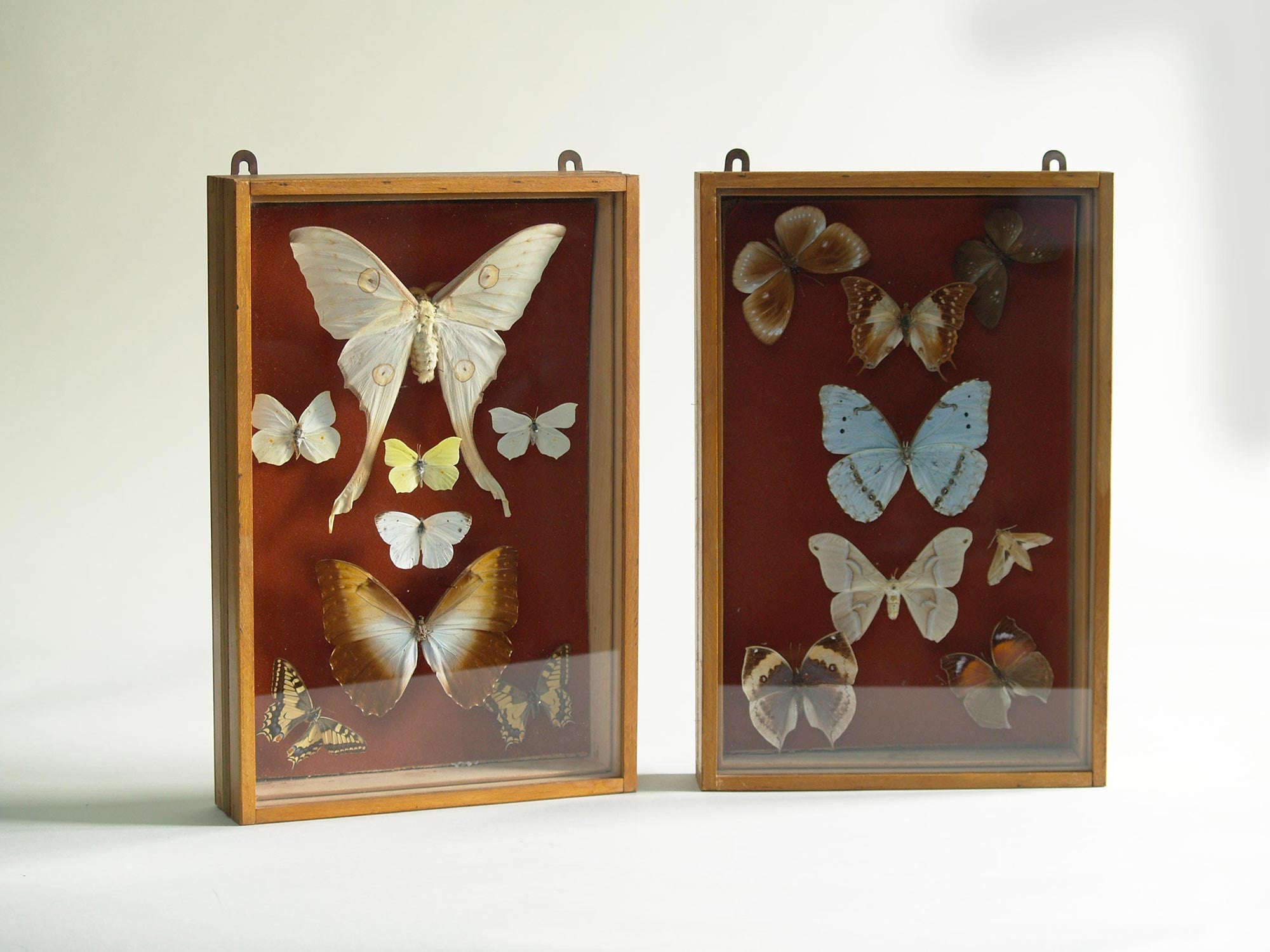 Paire de coffrets entomologiques, France (Vers 1930)..Set of two Curiosa Butterflies boxes, France (Circa 1930)