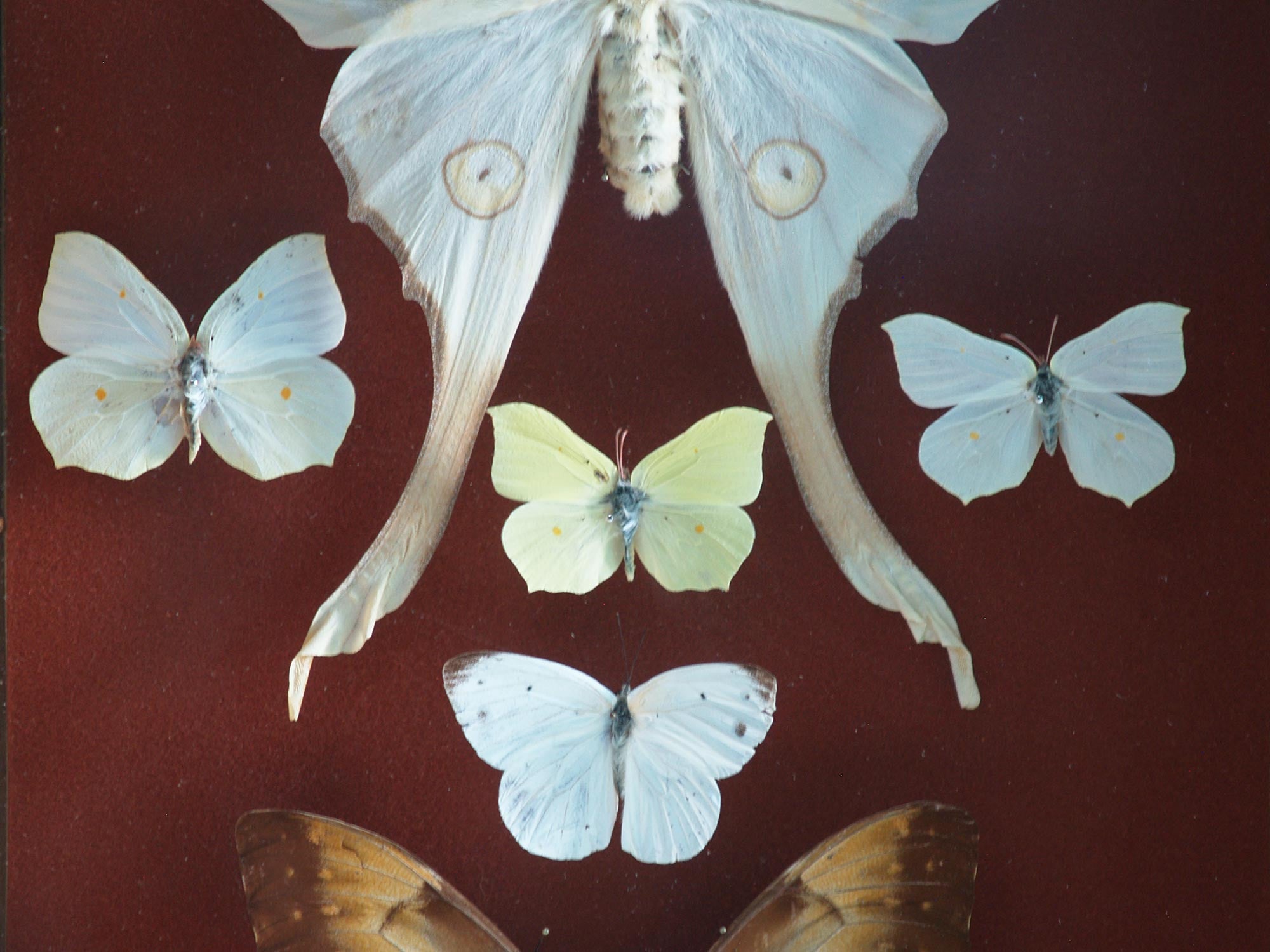 Paire de coffrets entomologiques, France (Vers 1930)..Set of two Curiosa Butterflies boxes, France (Circa 1930)