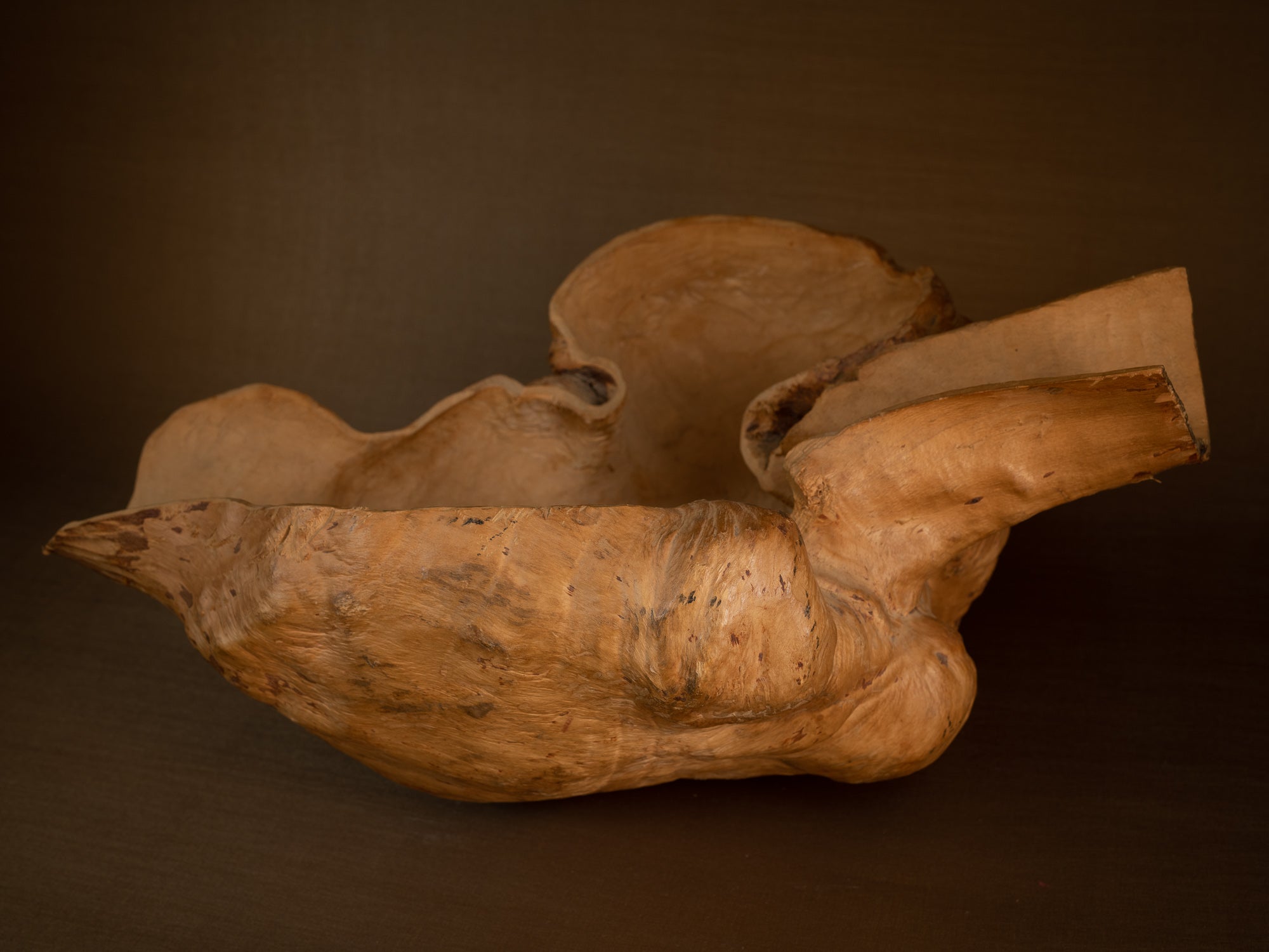 Immense coupe paysanne monoxyle en broussin de bouleau, Suède (milieu du XXe siècle)..Giant peasant birch burl bowl, Sweden (mid 20th century)