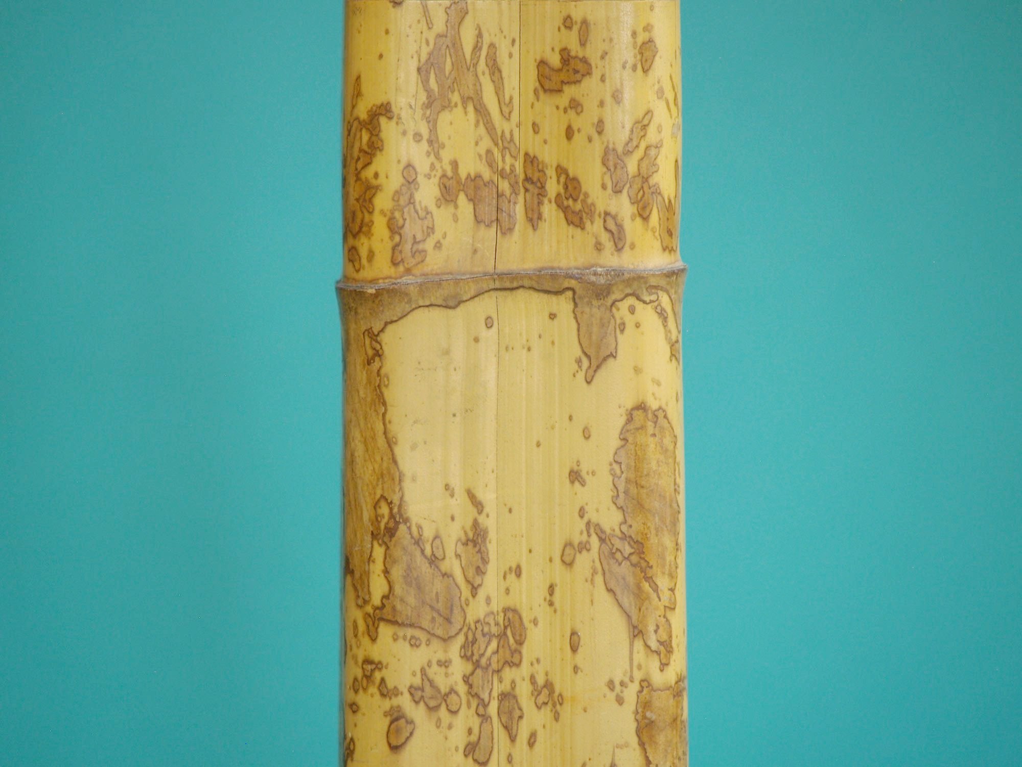 Takehanaire, vase en bambou torachiku pour la cérémonie du thé, Japon (Fin ère Meiji / début ère Shōwa)..Takehanaire, Torachiku Bamboo vase for tea ceremony chabana, Japan (Late Meiji era / Early Shōwa era)